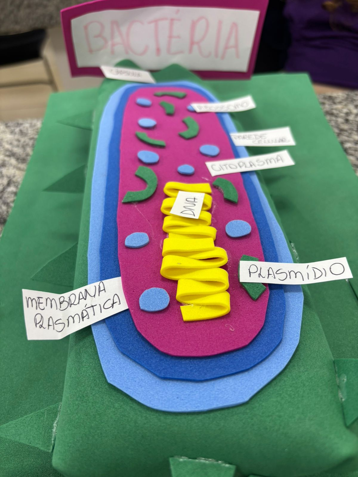 Maquete didática representando a estrutura de uma bactéria